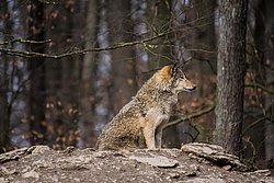Wolf-017.jpg