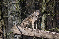 Wolf-018.jpg