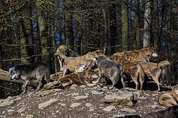 Wolf-019.jpg