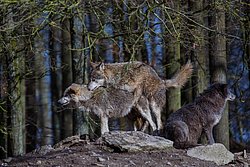 Wolf-020.jpg