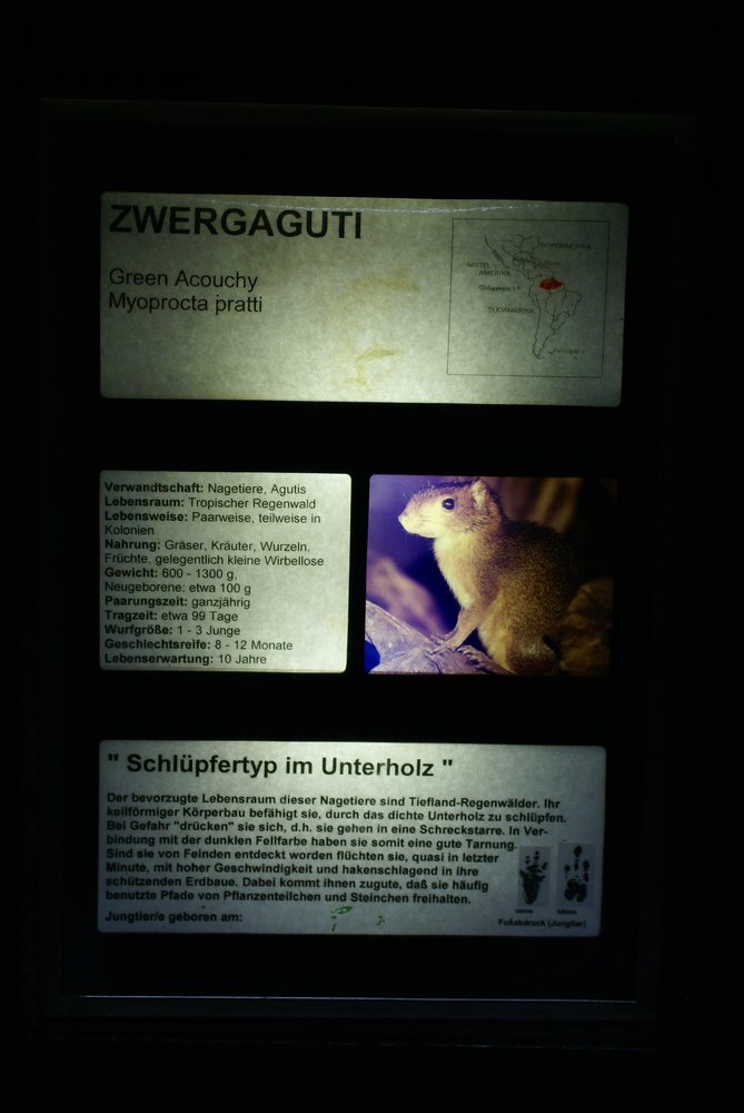 Zwergaguti-3.JPG