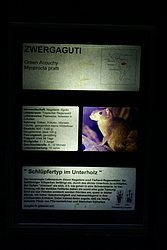 Zwergaguti-3.JPG