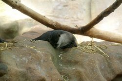 Zwergotter-003.jpg