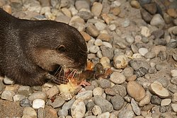 Zwergotter-010.jpg