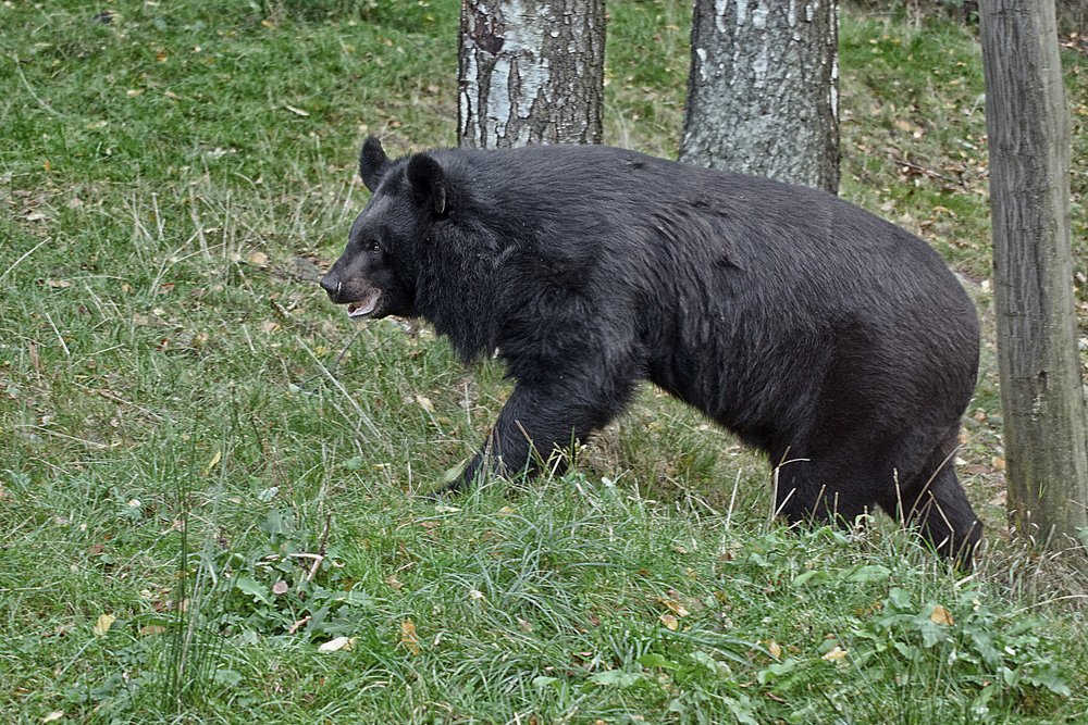 asiatischer-schwarzer Baer-02.JPG