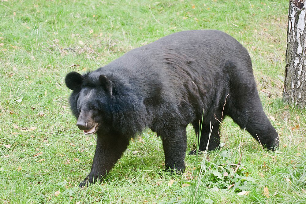 asiatischer-schwarzer Baer-03.JPG