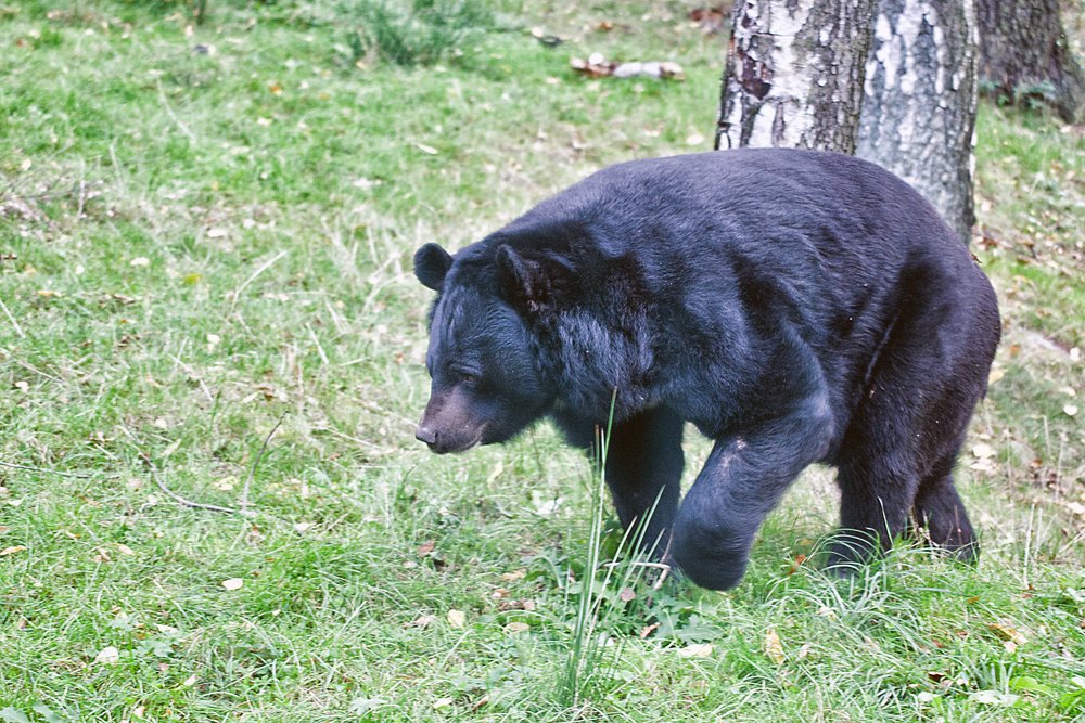asiatischer-schwarzer Baer-04.JPG