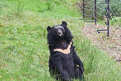 asiatischer-schwarzer Baer-01.JPG