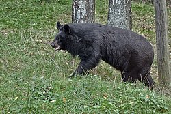 asiatischer-schwarzer Baer-02.JPG