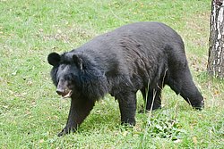 asiatischer-schwarzer Baer-03.JPG