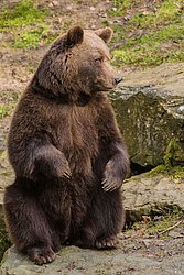 braun-Baer-04.jpg