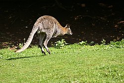 Kaenguruh-007.jpg