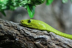 gruene-Mamba-01.JPG