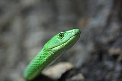 gruene-Mamba-02.JPG