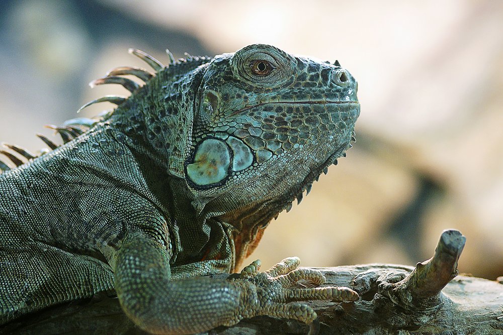 gruener-Leguan-02-a.jpg
