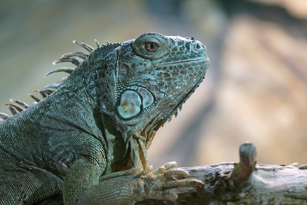 gruener-Leguan-03.jpg