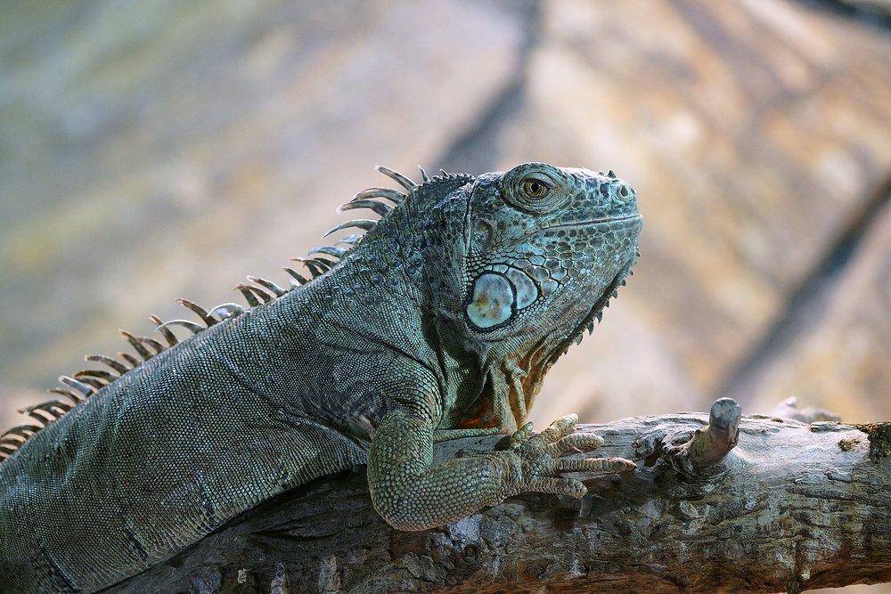 gruener-Leguan-04.jpg