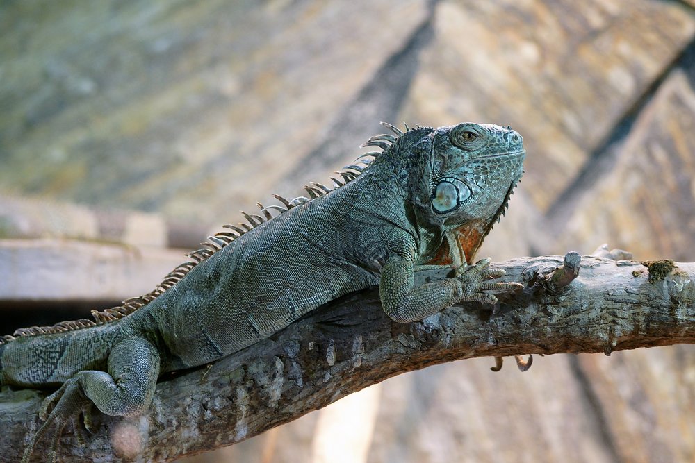 gruener-Leguan-05.JPG