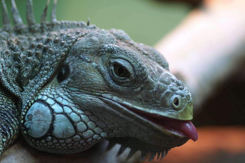 gruener-Leguan-07.JPG