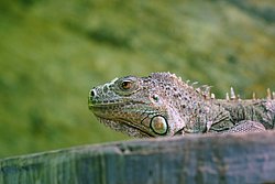 gruener-Leguan-06.JPG