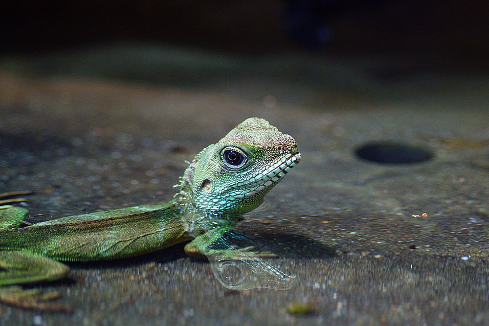 gruener-Wasseragame-04.jpg