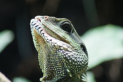 gruener-Wasseragame-01.jpg