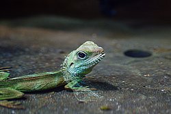 gruener-Wasseragame-04.jpg