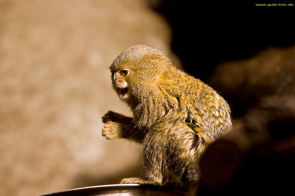 pygmy marmoset-01.jpg