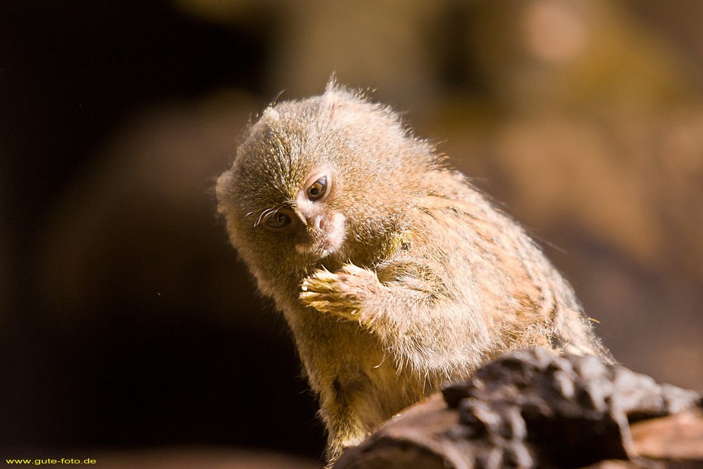 pygmy marmoset-03.jpg