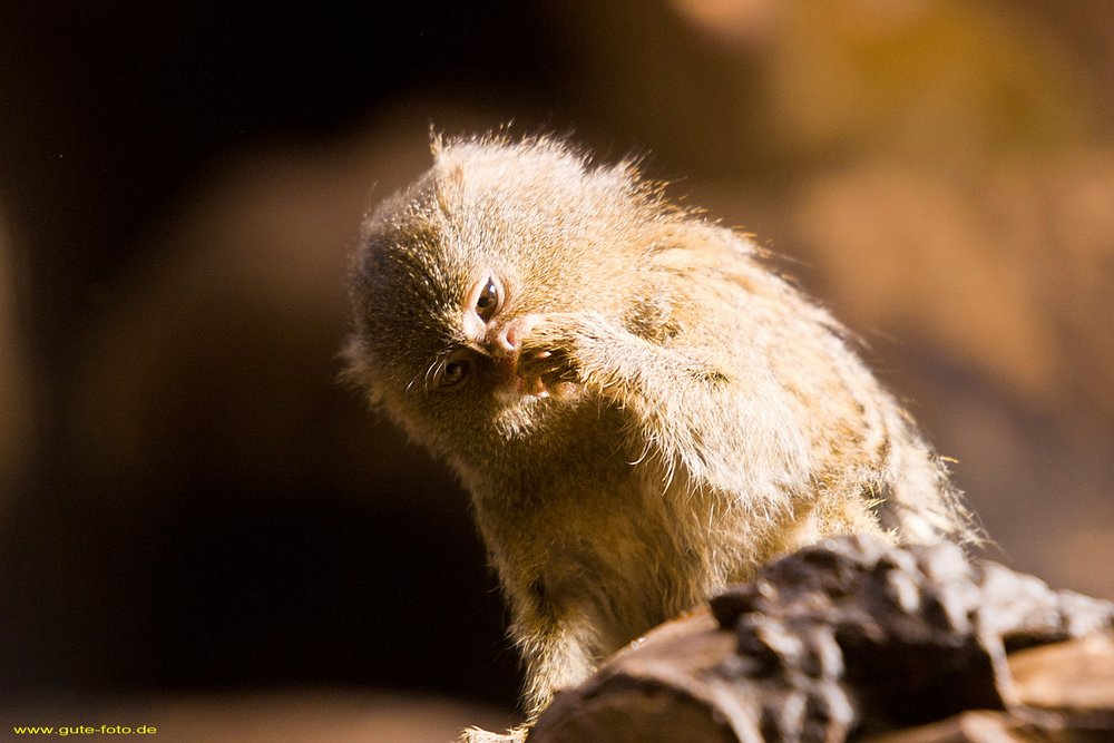pygmy marmoset-04.jpg