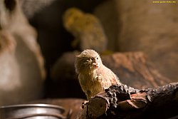 pygmy marmoset-02.jpg