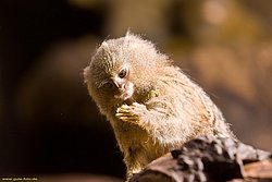 pygmy marmoset-03.jpg