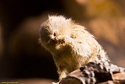 pygmy marmoset-04.jpg