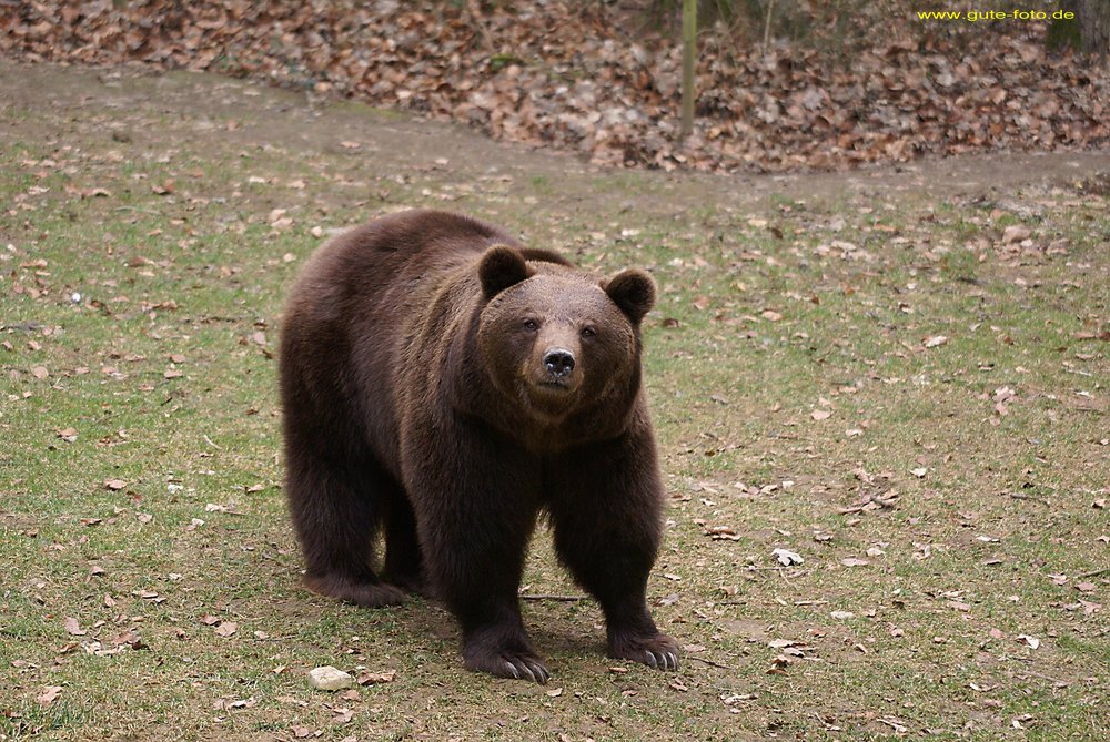 Baer-Schwarz.jpg