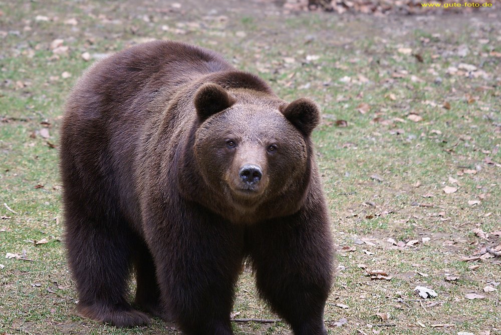 Baer-Schwarz1.jpg