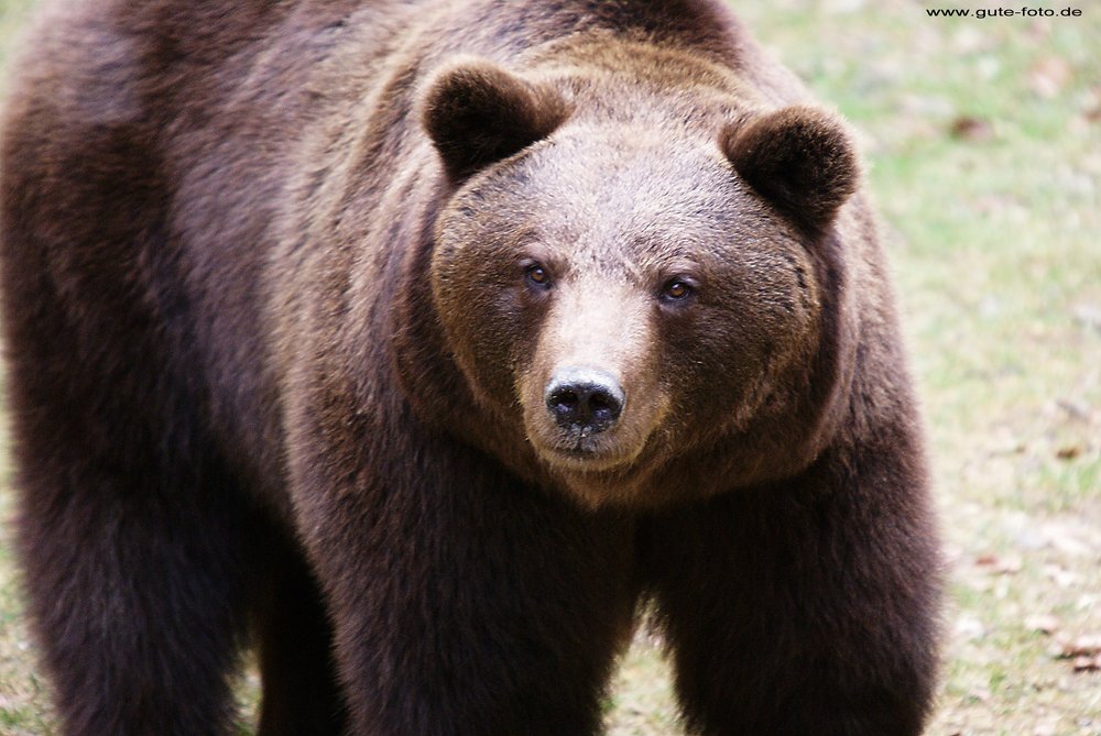 Baer-Schwarz2.jpg