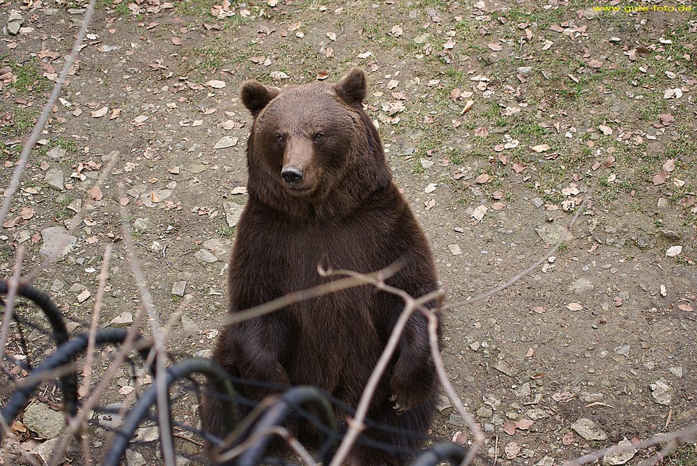 Baer-Schwarz5.jpg