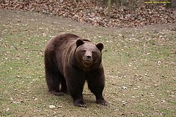 Baer-Schwarz.jpg