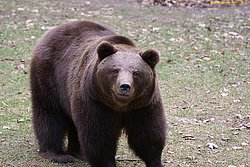 Baer-Schwarz1.jpg