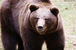 Baer-Schwarz2.jpg