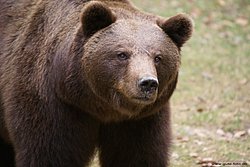 Baer-Schwarz3.jpg