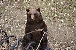 Baer-Schwarz5.jpg