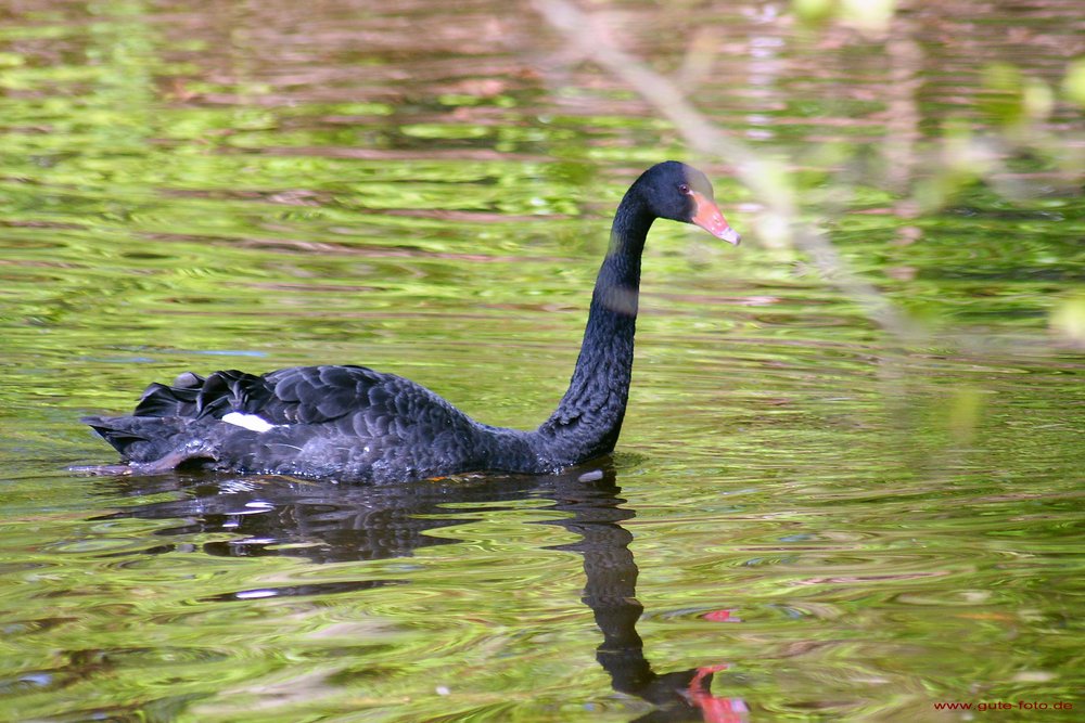 schwarzer-Schwan-05.jpg