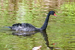 schwarzer-Schwan-02.jpg