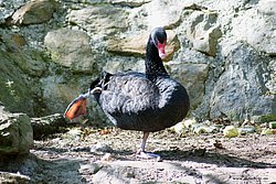 schwarzer-Schwan-03.jpg