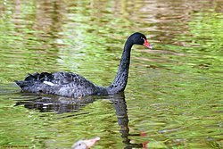schwarzer-Schwan-04.jpg