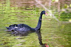 schwarzer-Schwan-05.jpg